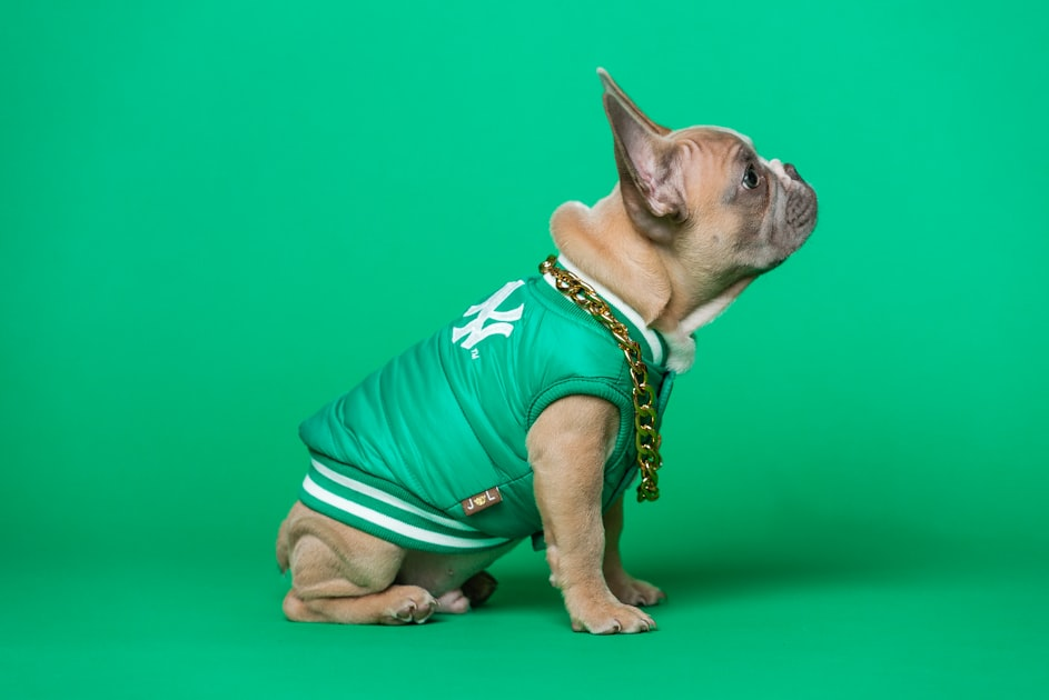 Bespoke Couture for Dogs