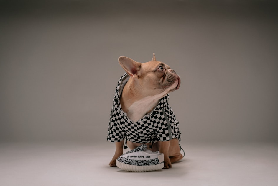 Luxury Pet Apparel Trends