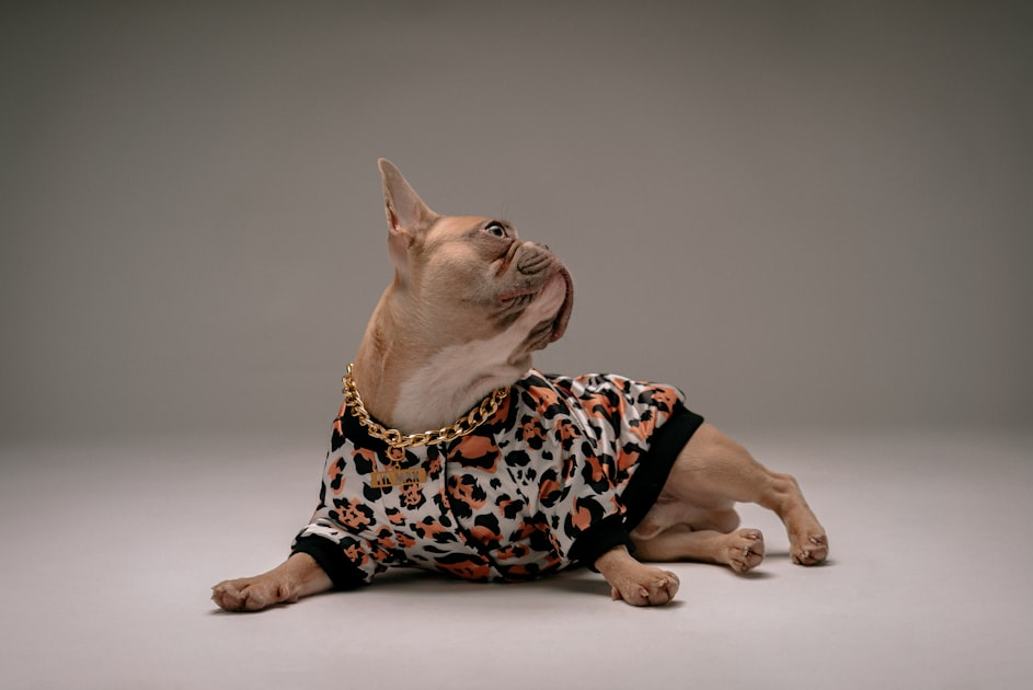 Choosing Designer Dog Clothes