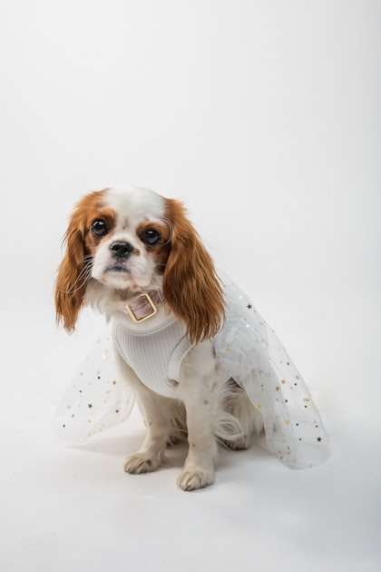 Exclusive Fashion for Pets