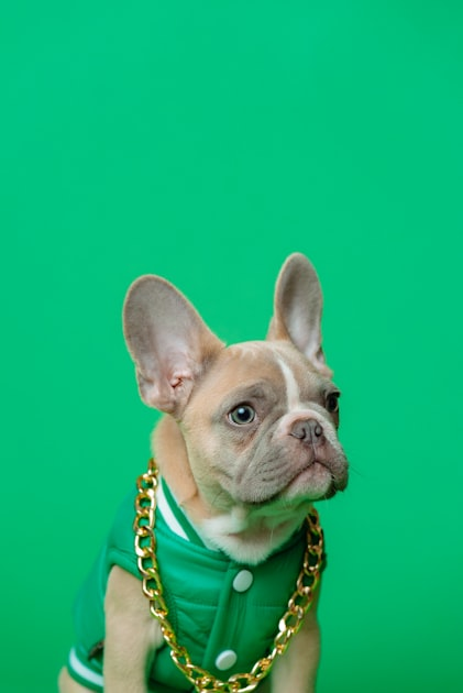 The Future of Pet Couture