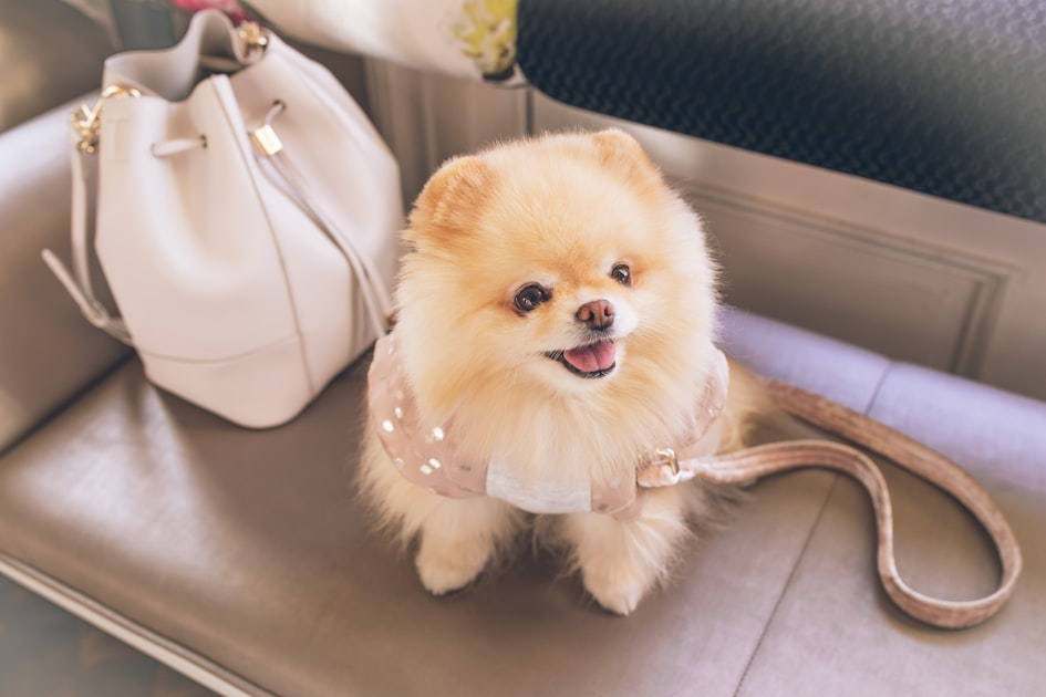 The Rise of Dog Fashion